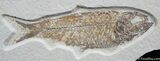 Inch Long Knightia Fossil Fish #828-1